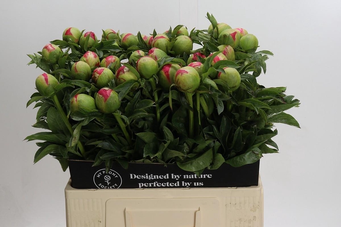 <h4>Paeonia Coral Sunset</h4>