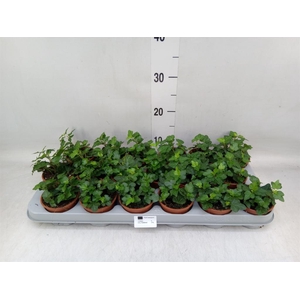 Hedera helix 'Wonder'