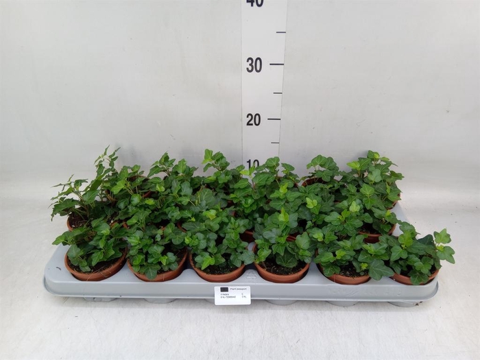 <h4>Hedera helix 'Wonder'</h4>