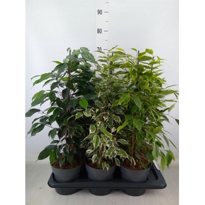 Ficus benja.   ...mix