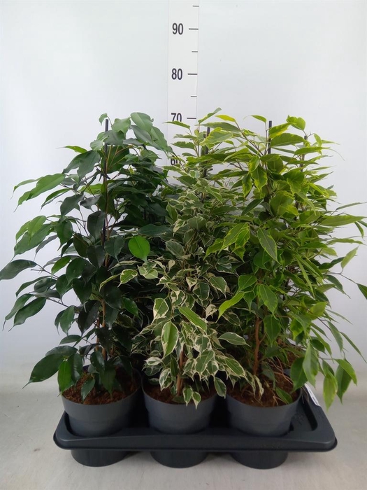 <h4>Ficus benja.   ...mix</h4>