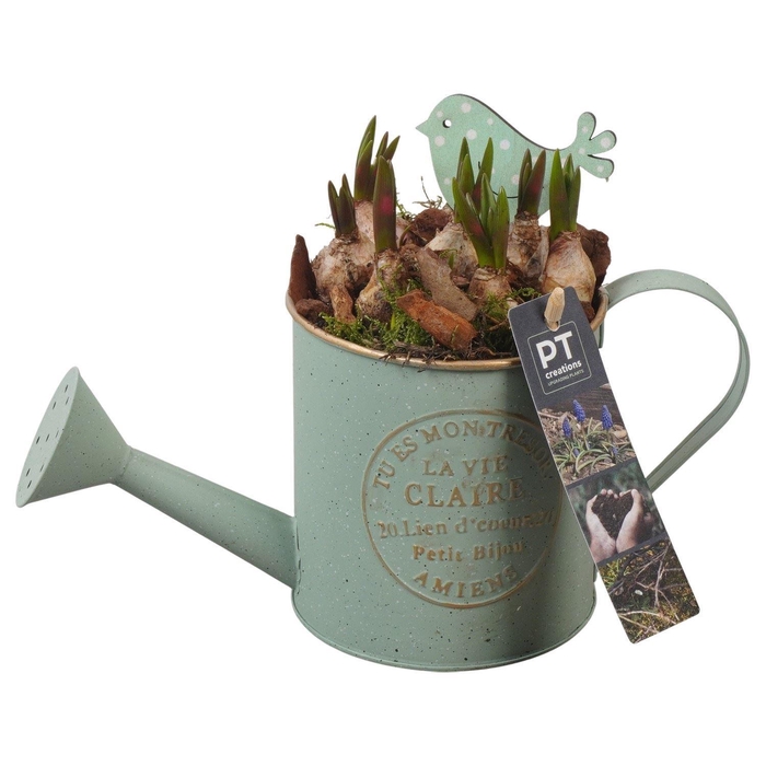 <h4>Arr.  Muscari L%</h4>