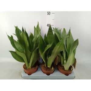Sansevieria trifa. 'Moonshine'