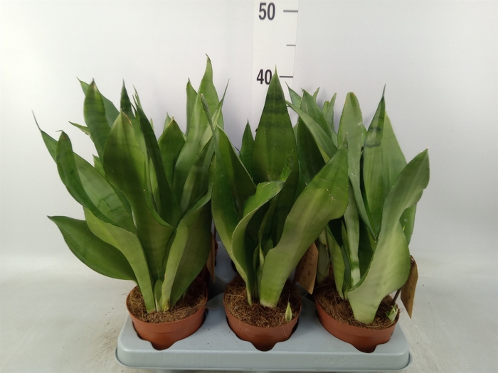 <h4>Sansevieria trifa. 'Moonshine'</h4>
