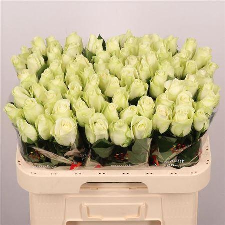 <h4>R Gr Snowstorm+</h4>