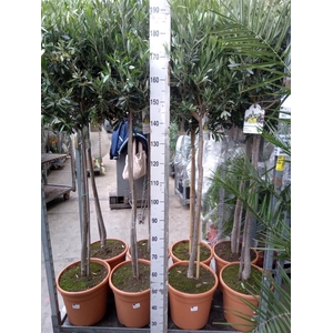 Olea europaea