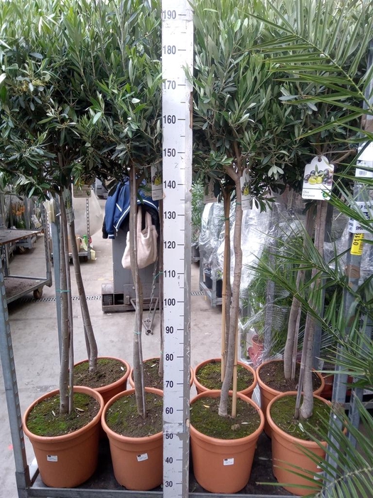 <h4>Olea europaea</h4>