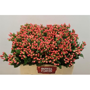 Hyp Shali Star Box