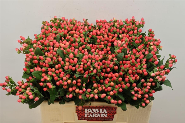 <h4>Hyp Shali Star Box</h4>