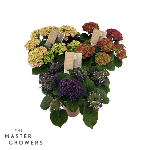 <h4>Hydrangea special mix 5/6 flowers</h4>