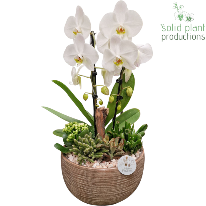 <h4>COMPO PH030 Arizona White</h4>