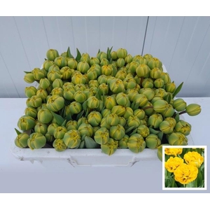 TU DU YELLOW POMPENE