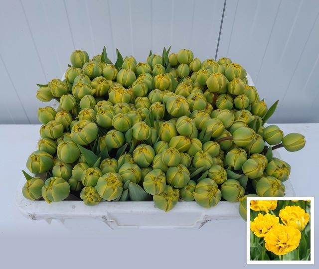 <h4>TU DU YELLOW POMPENE</h4>