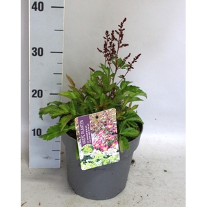 vaste planten 19 cm  Astilbe Rose