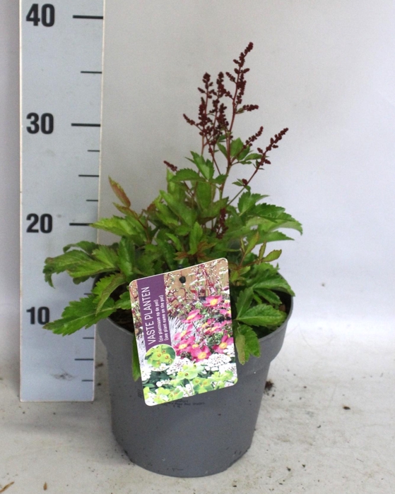 <h4>vaste planten 19 cm  Astilbe Rose</h4>