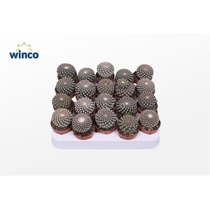 Sulcorebutia Arencea