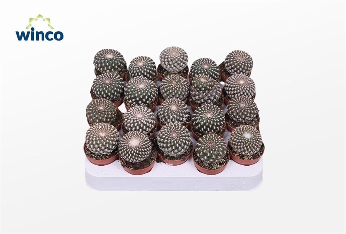 Sulcorebutia Arencea