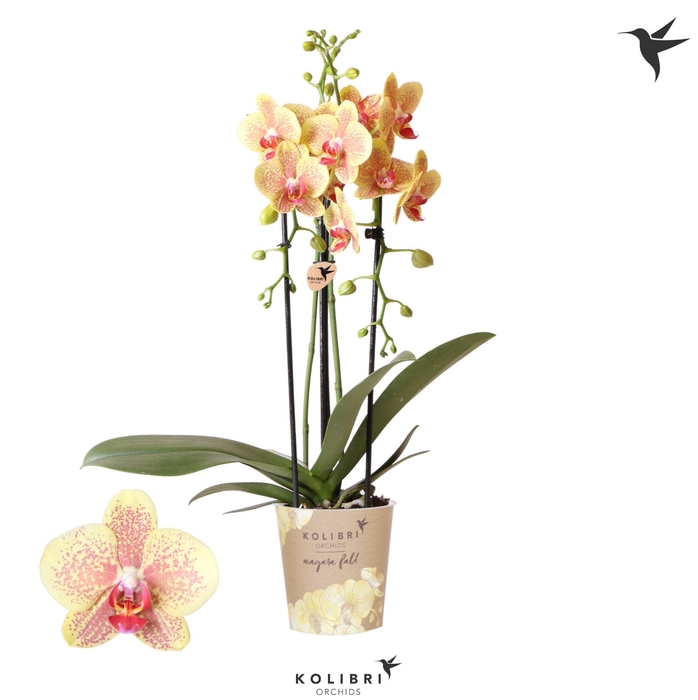 <h4>Kolibri Orchids Cascade Niagara Fall Pulsation 2 spike</h4>