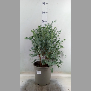 Eucalyptus gunnii