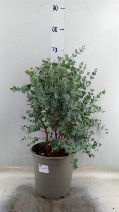 <h4>Eucalyptus gunnii</h4>