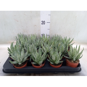 Aloe humilis