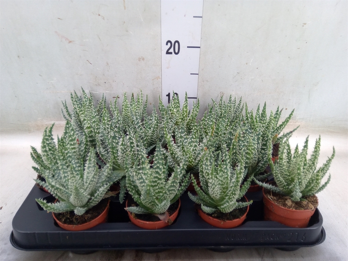 <h4>Aloe humilis</h4>