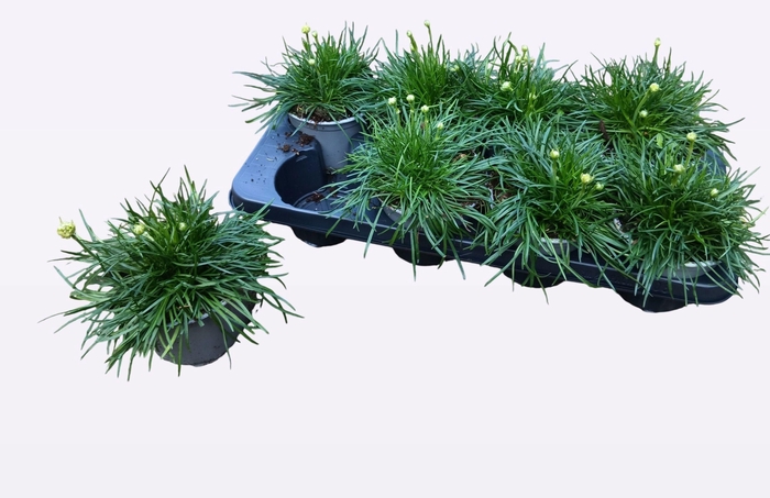 <h4>ARME MAR ALBA</h4>