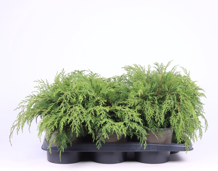 <h4>Microbiota decussata</h4>