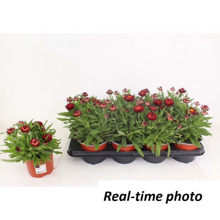 <h4>Bracteantha Mohave Red Pepper</h4>