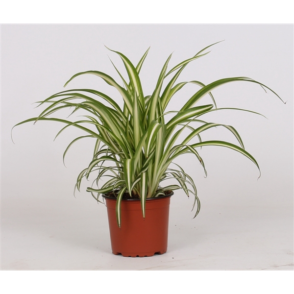 <h4>Chlorophytum comosum 'Variegatum'</h4>