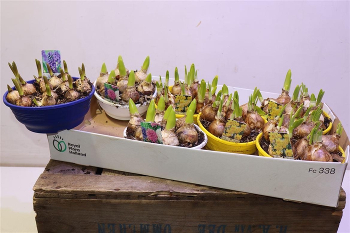 <h4>arr8 Bolbloemen Gem</h4>