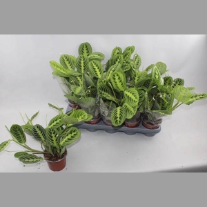 MARANTA LEMON
