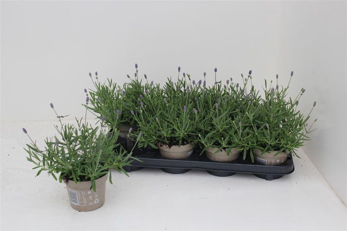 arr8 Lavan An Essence Pur