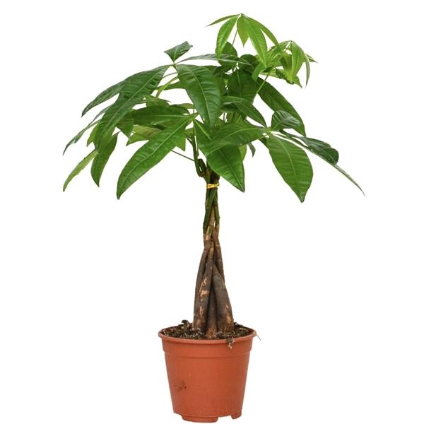 <h4>Pachira Aquatica 14 cm</h4>