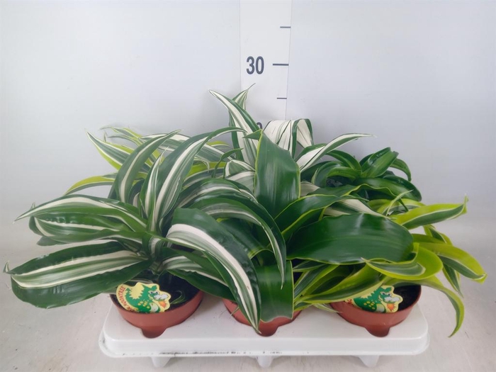 <h4>Dracaena   ...mix</h4>