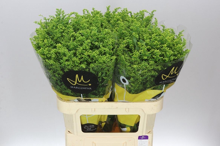 <h4>Soli Golden Glory</h4>