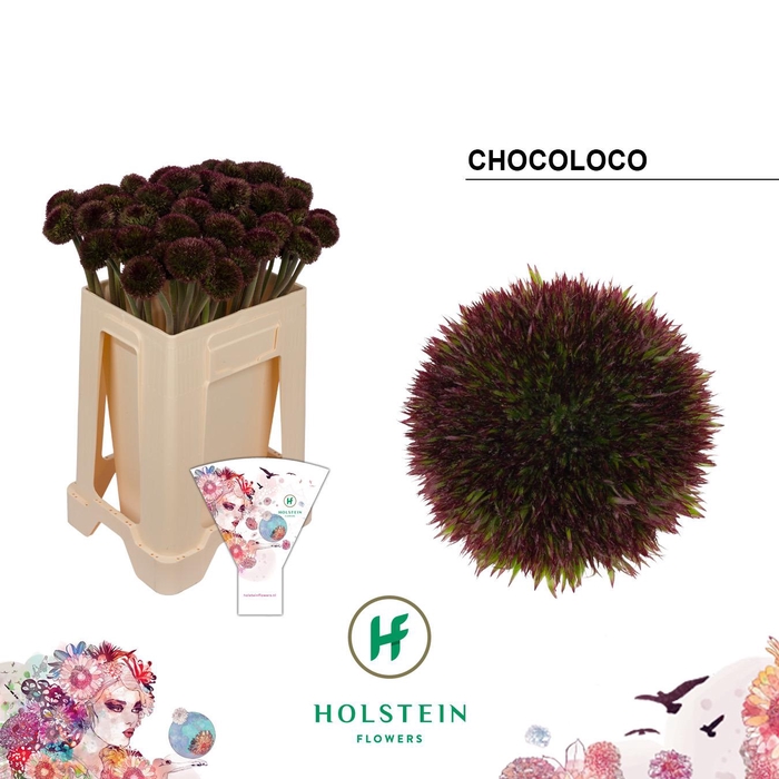 <h4>Gerbera Pomponi Chocoloco</h4>