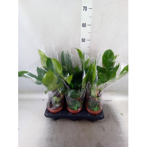 Philodendron   ...