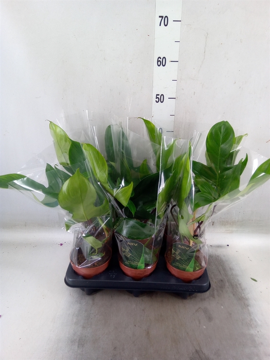 <h4>Philodendron   ...</h4>