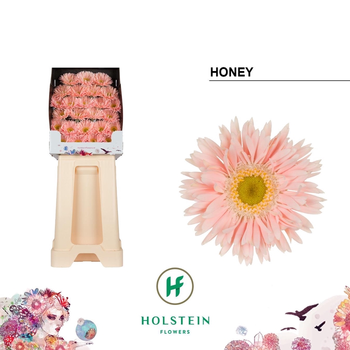 <h4>Ge Ms Gersp Honey</h4>