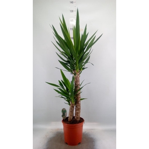 Yucca ...