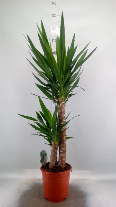 <h4>Yucca   ...</h4>