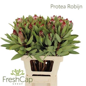 Protea Robijn