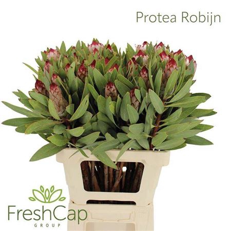 <h4>Protea Robijn</h4>