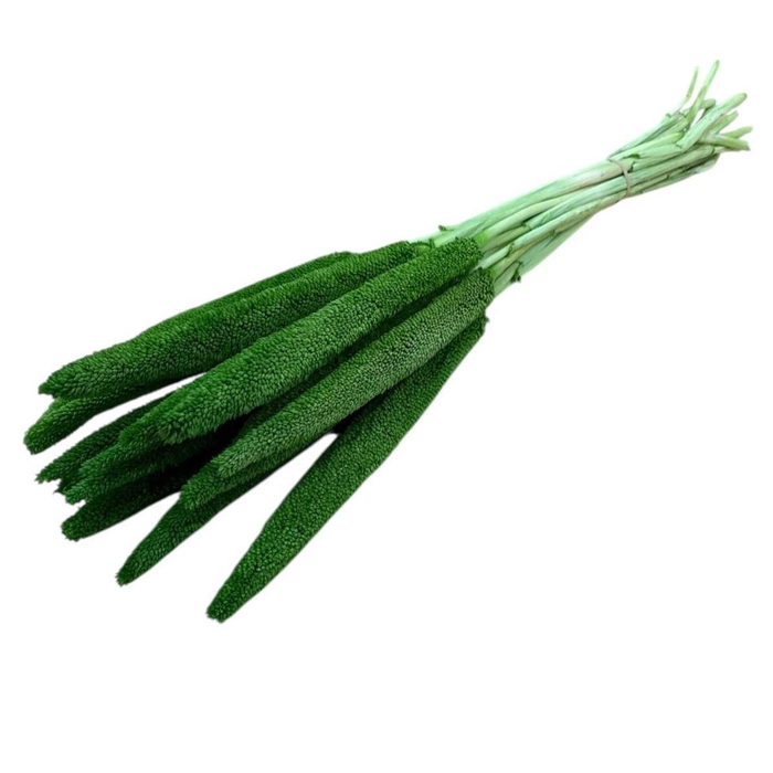 <h4>Droogbloem Babala 70cm x15</h4>