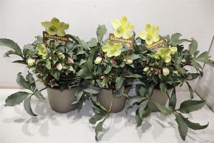 <h4>Hell Hgc M Christo</h4>