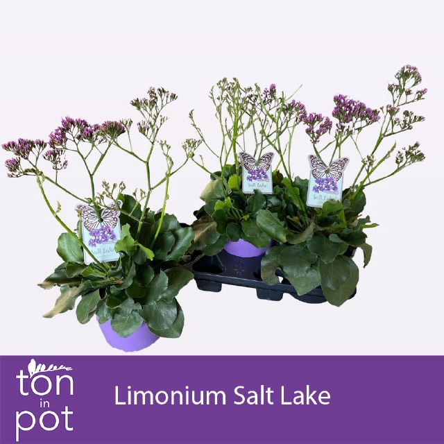 <h4>LIMO SALT LAKE</h4>