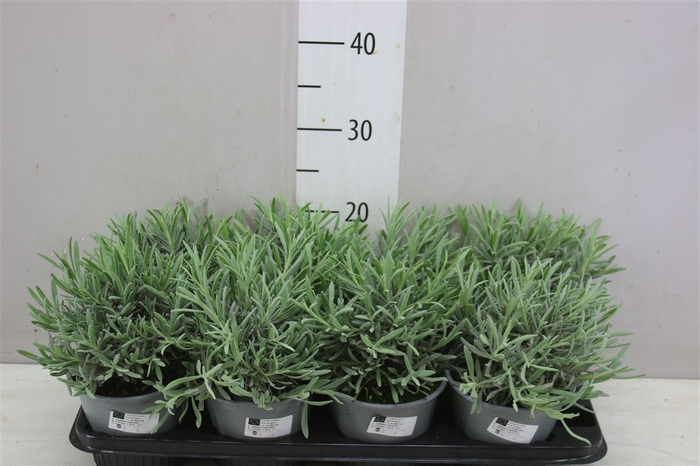 <h4>Lavandula Angustifolia</h4>