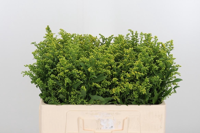 <h4>Soli Carzan Glory</h4>