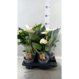 Anthurium andr. 'Cocos'